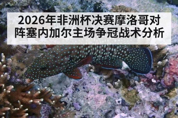 2026年非洲杯决赛摩洛哥对阵塞内加尔主场争冠战术分析